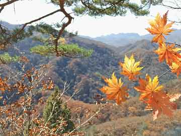 愛(ài)達(dá)樂(lè)股票，投資新星，市場(chǎng)焦點(diǎn)之選